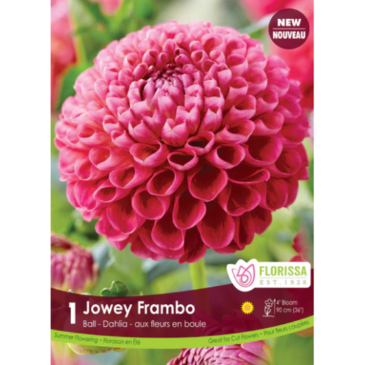 Bulbs Dahlia Ball Jowey Frambo 1/Pkg.