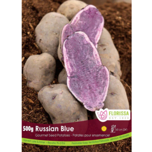 Seed Potato Gourmet Russian Blue 500g