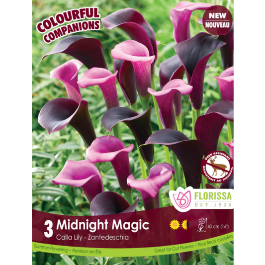 Bulbs Colourful Companions Calla Lily Midnight Magic 3/Pkg.