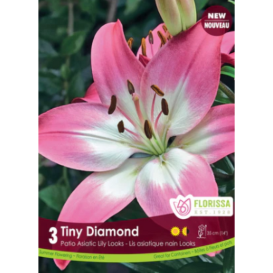 Bulbs Lily Pot Tiny Diamond 3/Pkg.
