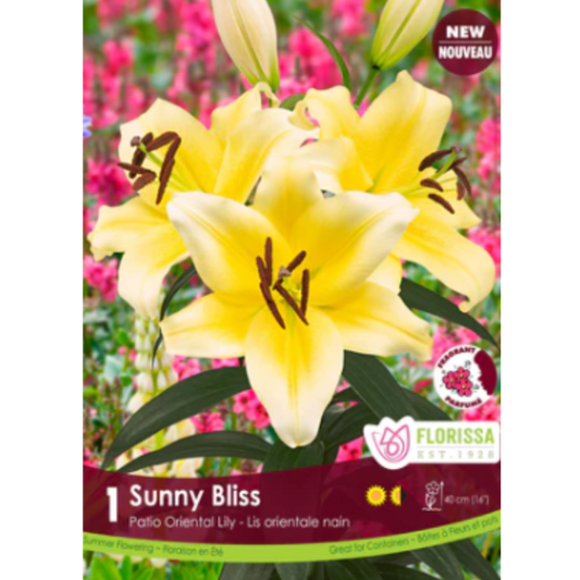 Bulbs Lily Oriental Sunny Bliss 1/Pkg.