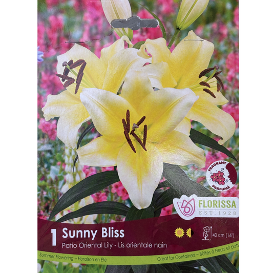 Bulbs Lily Oriental Sunny Bliss 1/Pkg.