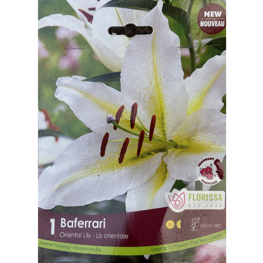 Bulbs Lily Baferrari Oriental 1/Pkg.
