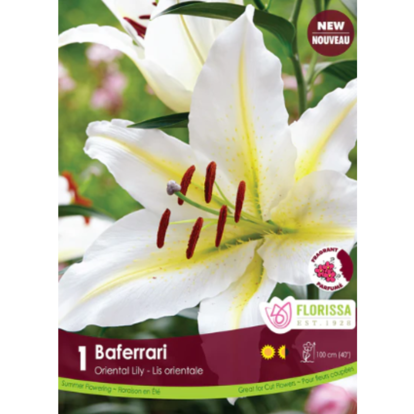 Bulbs Oriental Lily Baferrai 1/Pkg.