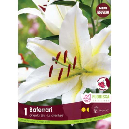 Bulbs Oriental Lily Baferrai 1/Pkg.