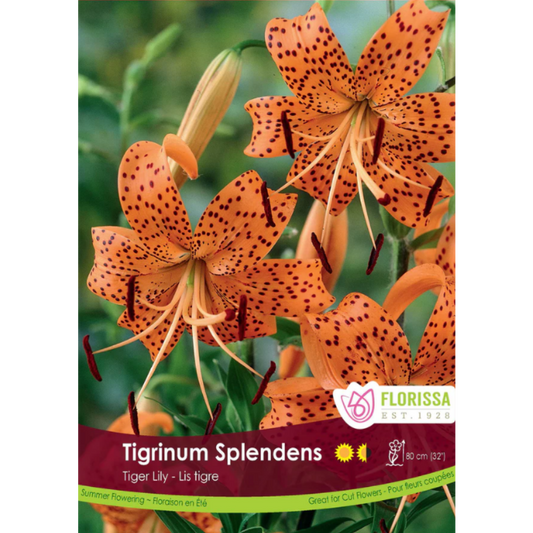 Bulbs Lily Tiger Tigrinum Splendens 1/Pkg.