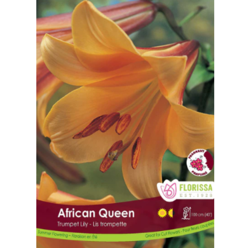 Bulbs Lily Trumpet African Queen 1/Pkg.