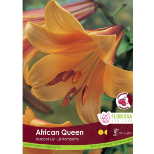 Bulbs Lily Trumpet African Queen 1/Pkg.