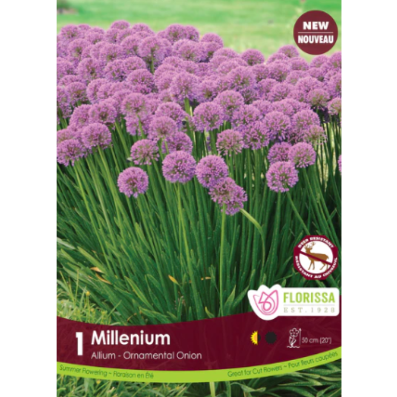 Bulbs Allium Millenium 1/Pkg.