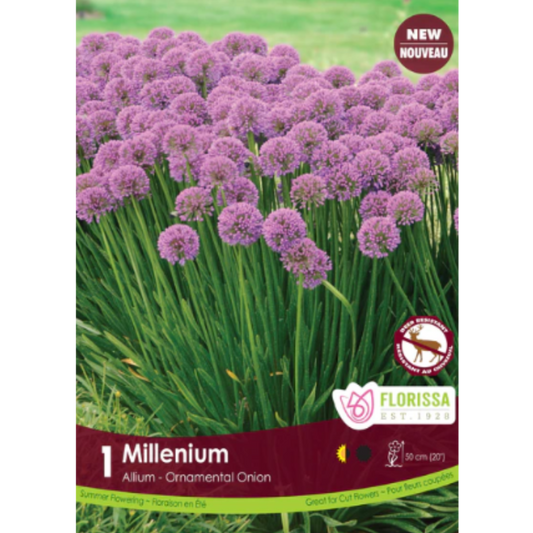 Bulbs Allium Millenium 1/Pkg.
