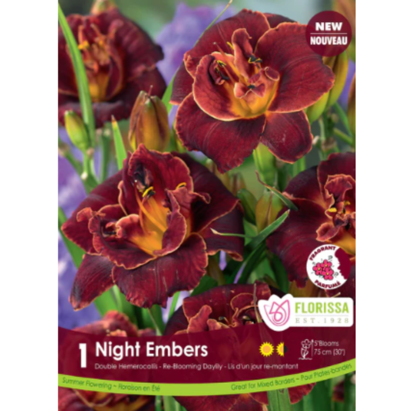 Bulbs Hemerocallis Night Embers 1/Pkg.