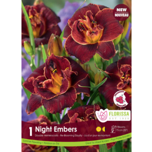 Bulbs Hemerocallis Night Embers 1/Pkg.