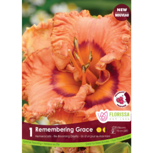 Bulbs Hemerocallis Remembering Grace 1/Pkg.