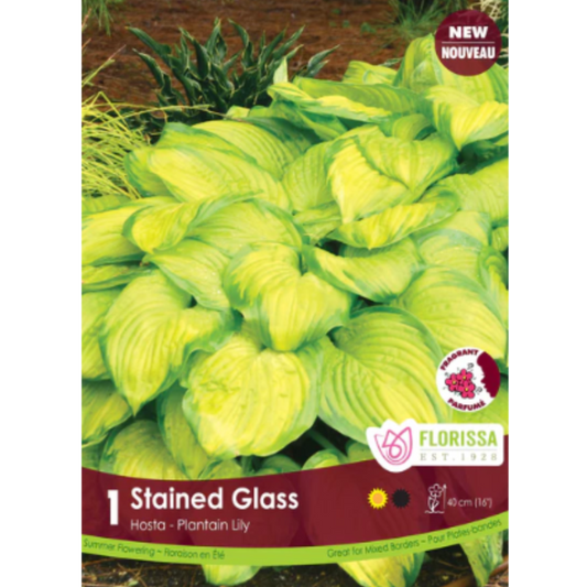 Bulbs Hosta Stained Glass 1/Pkg.