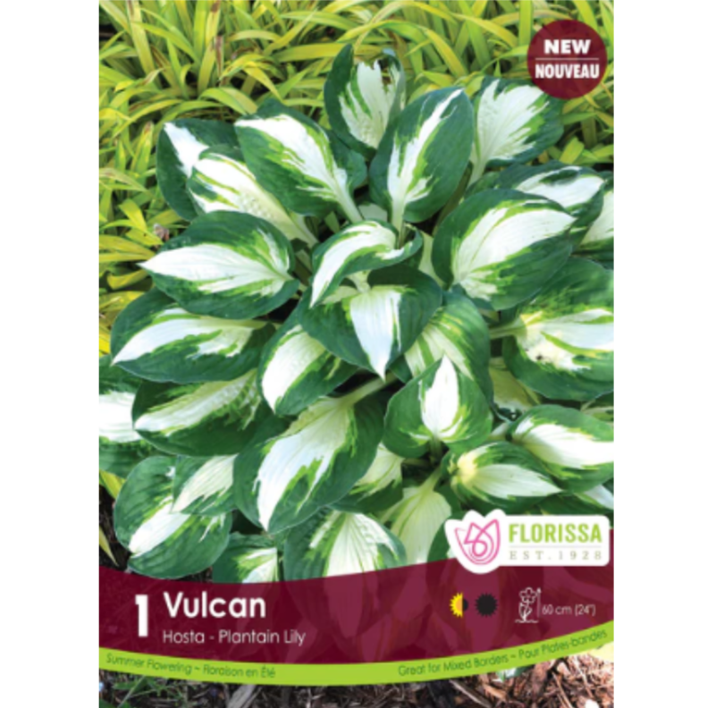 Bulbs Hosta Vulcan 1/Pkg.