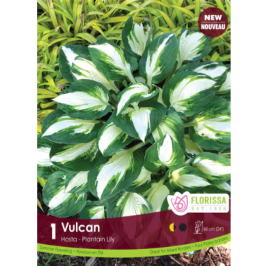Bulbs Hosta Vulcan 1/Pkg.