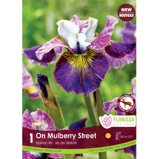 Bulbs Iris On Mulberry St. 1/Pkg.