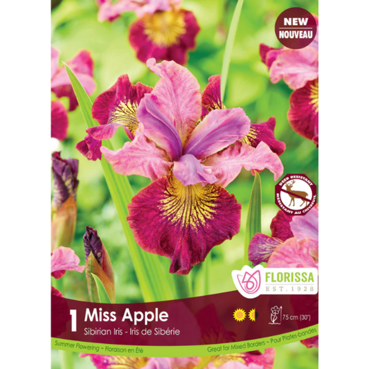Bulbs Iris Miss Apple 1/Pkg.