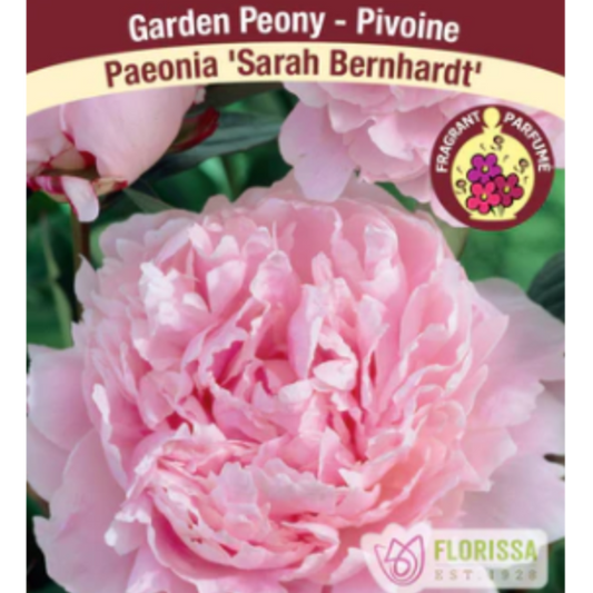 Bulbs Peony Sarah Bernhardt 1/Pkg.