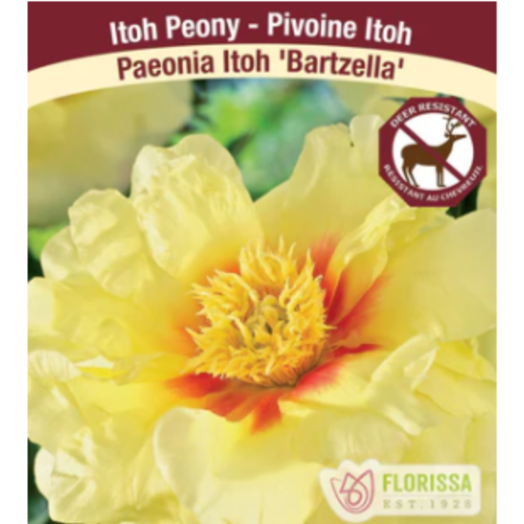 Bulbs Peony Itoh Bartzella 1/Pkg.