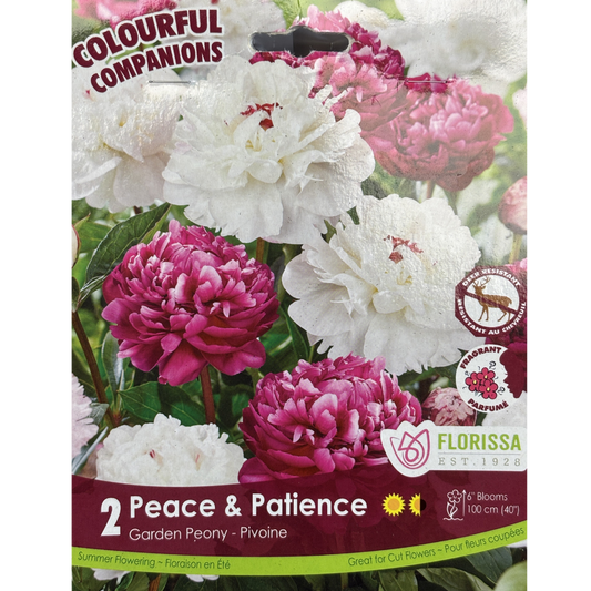 Bulbs Colourful Companions Peony Peace & Patience 2/Pkg.