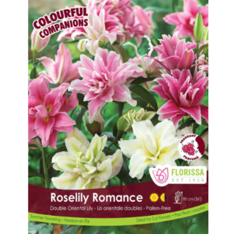 Bulbs Colourful Companions Oriental Lily Roselily Romance 2/Pkg.