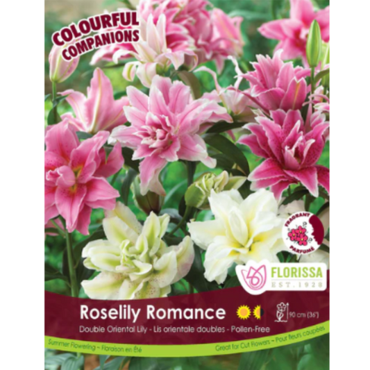 Bulbs Colourful Companions Oriental Lily Roselily Romance 2/Pkg.