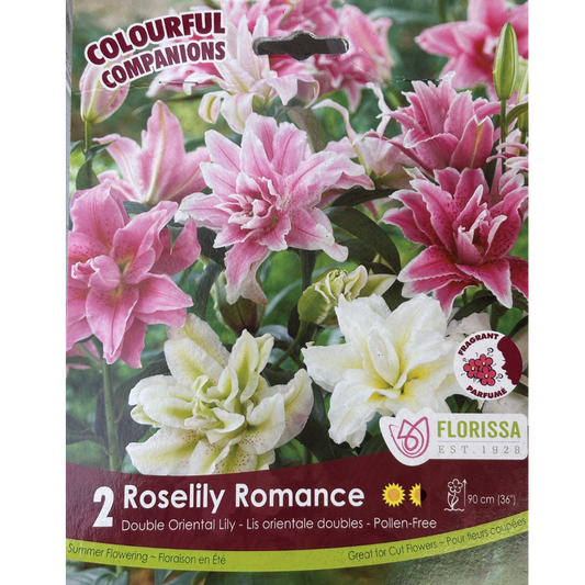 Bulbs Colourful Companions Lily Roselily Romance 2/Pkg.