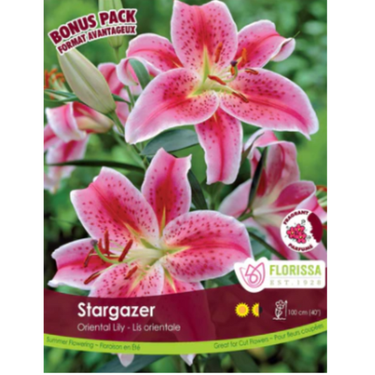 Bulbs Lily Oriental Stargazer 5/Pkg.