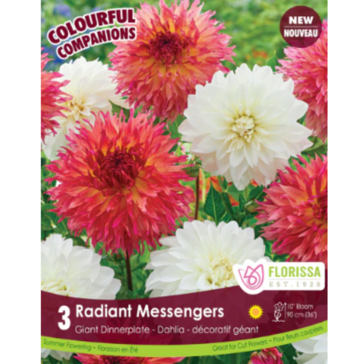 Bulbs Colourful Companions Dahlia Dinnerplate Radiant Messengers 3/Pkg.