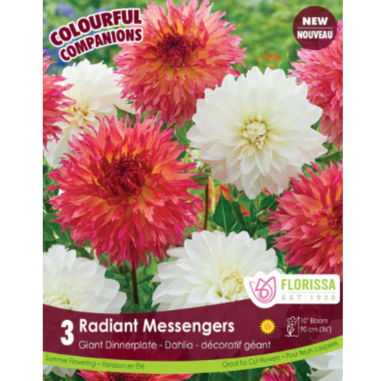 Bulbs Colourful Companions Dahlia Dinnerplate Radiant Messengers 3/Pkg.