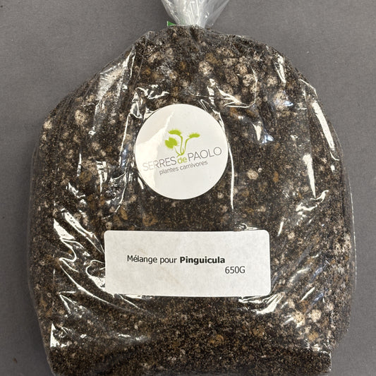 Soil Pinguicula (Butterwort)