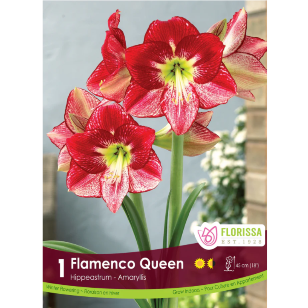 Amaryllis Flamenco Queen 1/Pkg