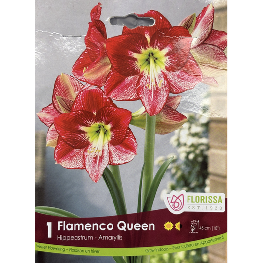 Amaryllis Flamenco Queen 1/Pkg