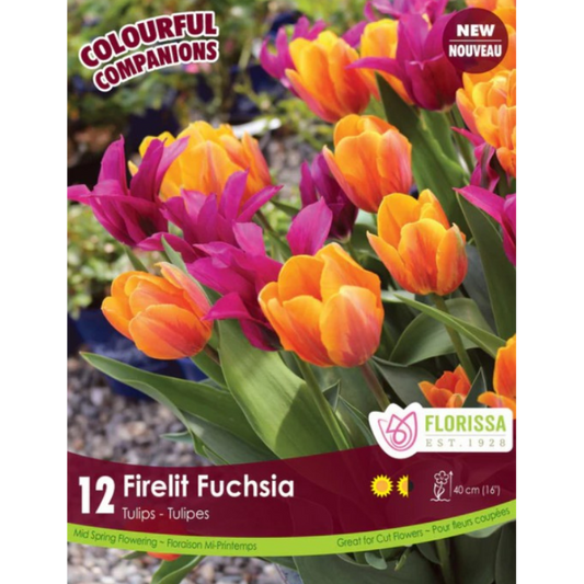 Colourful Companions Tulip 'Firelit Fuchsia' 12/Pkg.