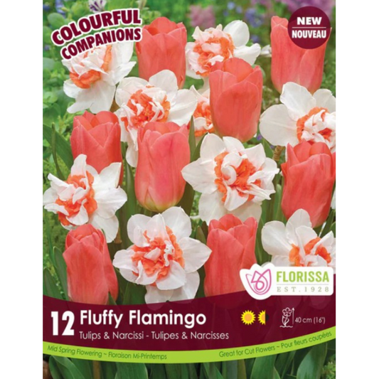Colourful Companions Tulip 'Fluffy Flamingo' 12/Pkg.