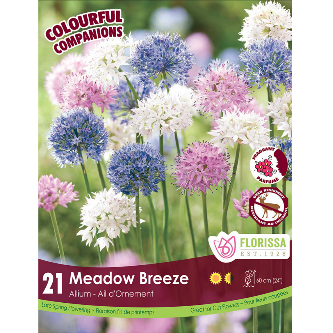 Colourful Companions Allium 'Meadow Breeeze' 21/Pkg.
