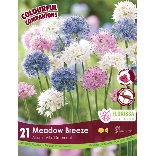 Colourful Companions Allium 'Meadow Breeeze' 21/Pkg.