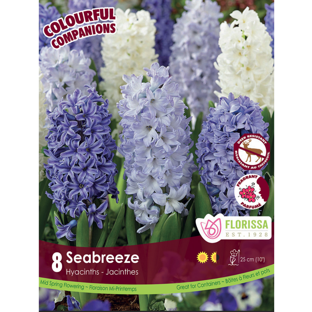 Colourful Companions Hyacinth 'Seabreeze' Mid Spring 8/Pkg.
