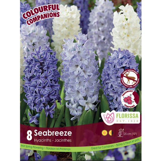 Colourful Companions Hyacinth 'Seabreeze' Mid Spring 8/Pkg.