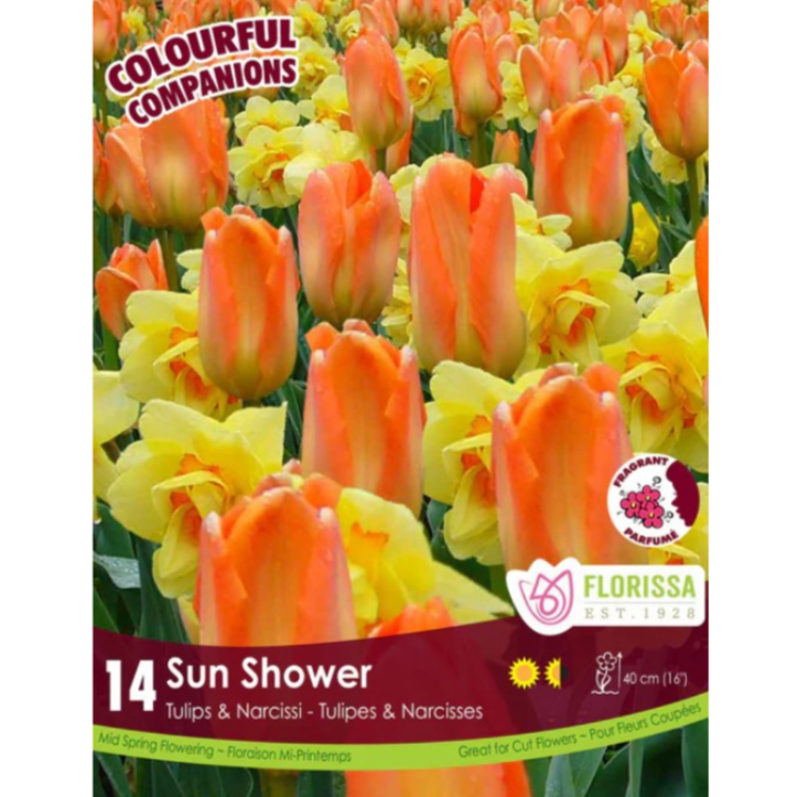 Colourful Companions Tulip/Narcissi 'Sun Shower' 14/Pkg.