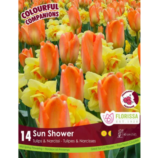 Colourful Companions Tulip/Narcissi 'Sun Shower' 14/Pkg.