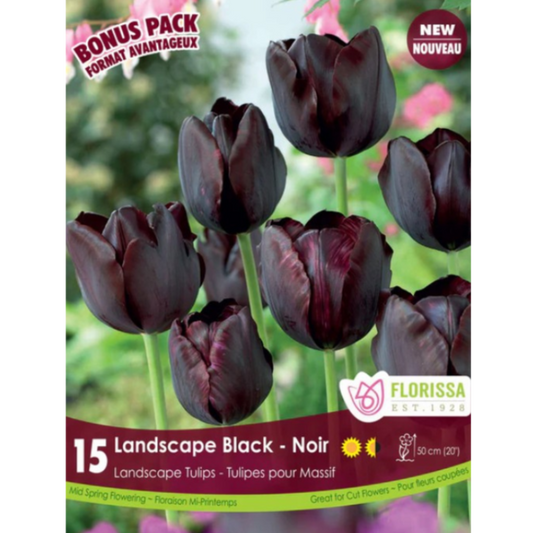 Tulip 'Landscape Black' 20/Pkg.
