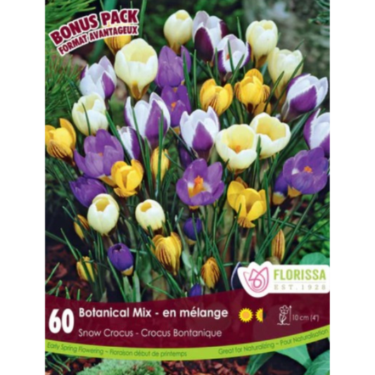 Crocus 'Botanical Mix' Snow 60/Pkg.