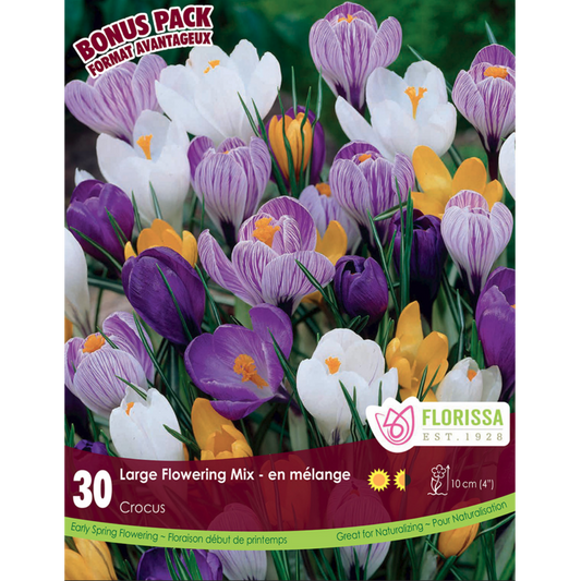Crocus 'Large Flowering Mix' 30/Pkg.