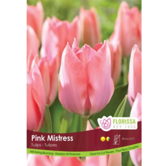 Tulip 'Pink Mistress' 40/Pkg.