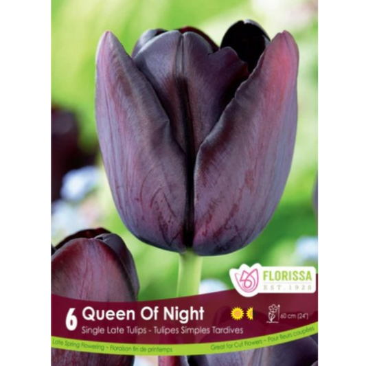Tulip 'Queen of the Night' 40/Pkg.