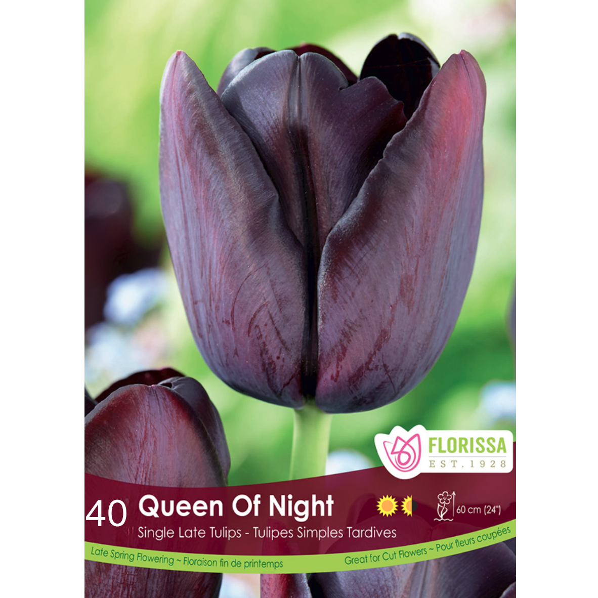 Tulip 'Queen of the Night' 40/Mesh Bag
