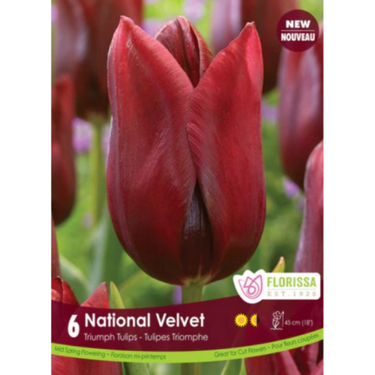 Tulip 'National Velvet' Triumph 6/Pkg.