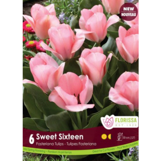 Tulip 'Sweet Sixteen' Fosteriana 6/Pkg.